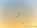 web_6d-2766