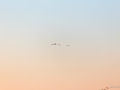 web_6d-5964