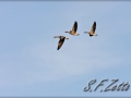 Gänse
