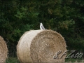 web_IMG_1-6013