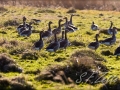 Gänse