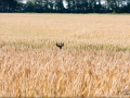 Rehbock