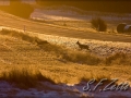 Rehe
