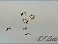 Gänse