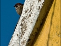 Spatz