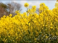 web_IMG_2-6145