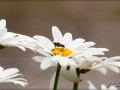 web_IMG_2-7468