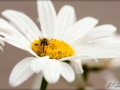 web_IMG_2-7474