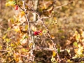 web_IMG_2-9958