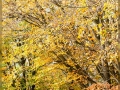 web_IMG_2-9979