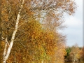 web_IMG_3-0017