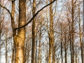 web_IMG_3-0750