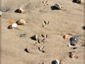 web_web_CRW_4724
