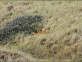 Rehe