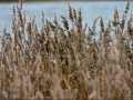 web_web_CRW_5930