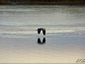 FIschreiher