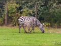 web_IMG_2-8886